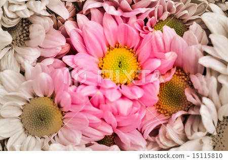 Chrysanthemums Chrysanthemums 15115810