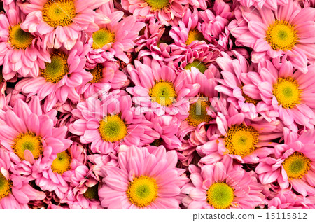 Chrysanthemums Chrysanthemums 15115812