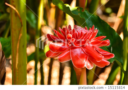 Etlingera elatior Etlingera elatior 15115814