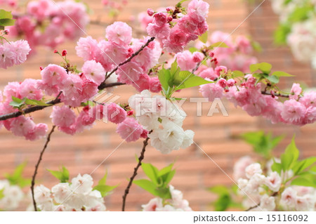 Cherry Blossom Cherry Blossom 15116092