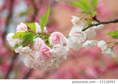 Cherry Blossom Cherry Blossom 15116093