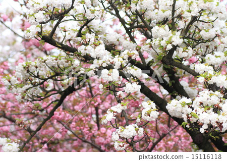 Cherry Blossom Cherry Blossom 15116118