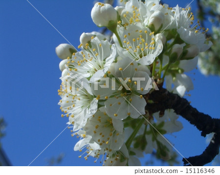 梅花和藍天 15116346