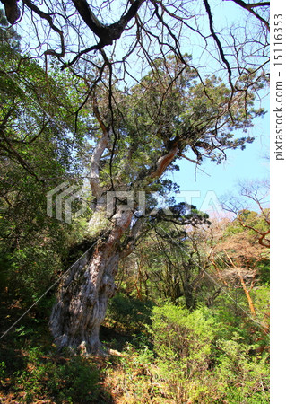 屋久島繩紋雪松 15116353