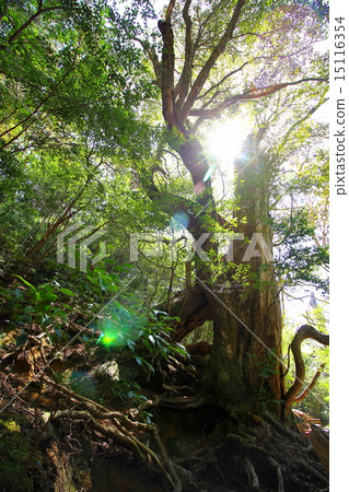 屋久島繩紋雪松 15116354