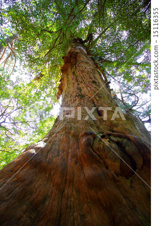 Yakushima Jomon cedar 15116355