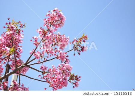 Cherry Blossom Cherry Blossom 15116518