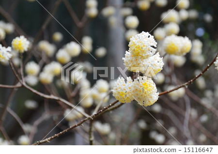 Flower of Mitsumata (Saitama prefecture Higashi Chichi village) 15116647