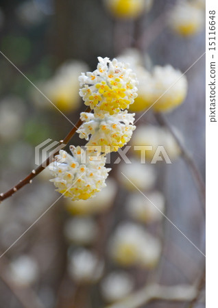 三津花（埼玉縣東集集村） 15116648