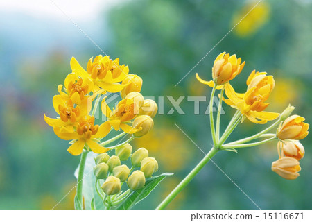 夏天的早晨asclelet耳環 夏天的早晨asclelet耳環 15116671