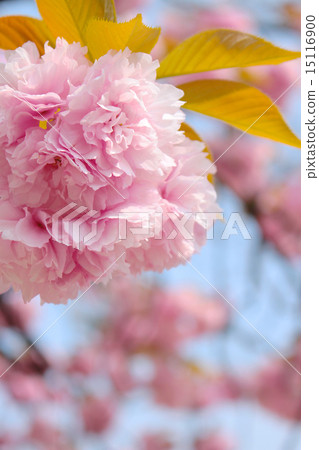 Double cherry blossoms Double cherry blossoms 15116900