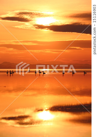 Swan of Lake Saroma 15116903