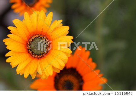 Benigeum花 15116945