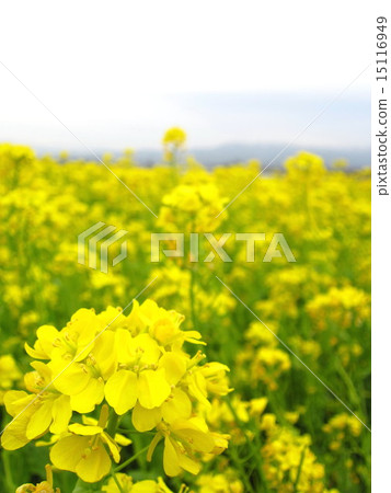 Rape blossoms Rape blossoms 15116949