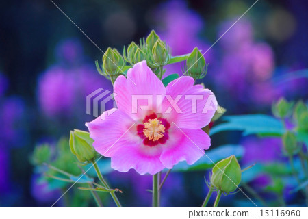 Pink Fuyo coloring summer morning 15116960