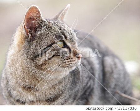 Stock Photo: side profile, japanese cat, stray cat