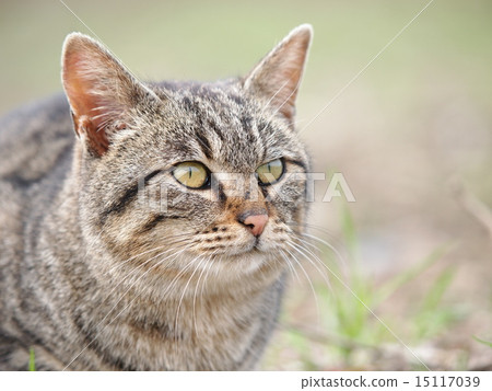 Stock Photo: japanese striped cat, brown tabby, japanese cat