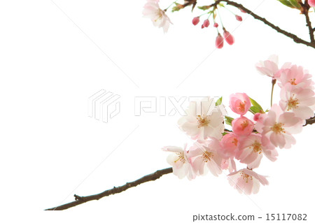 Cherry Blossom	 15117082