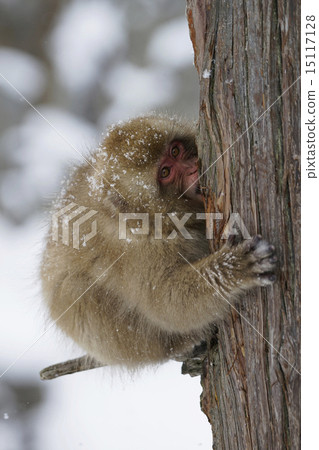 Japanese monkey eating tree skin Japanese monkey eating tree skin 15117128