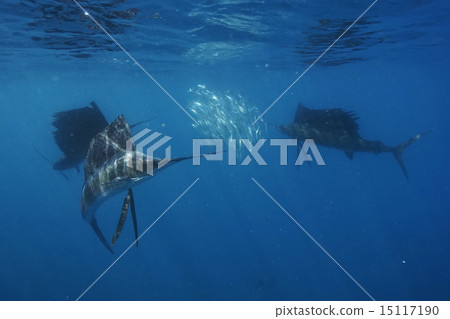 Bashawaki攻擊沙丁魚 15117190