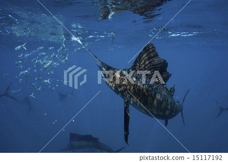 Bashawaki attacking sardines Bashawaki attacking sardines 15117192