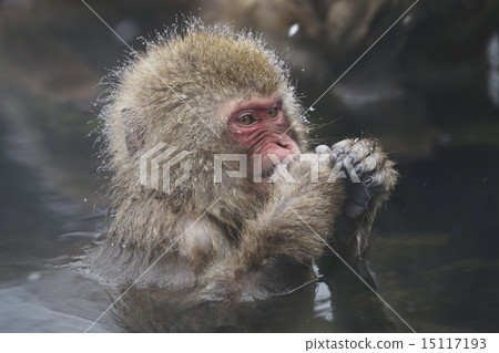 Japanese monkeys in hot springs Japanese monkeys in hot springs 15117193