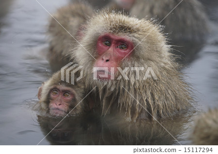 Japanese monkeys in hot springs 15117294