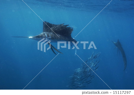 Bashawaki attacking sardines 15117297