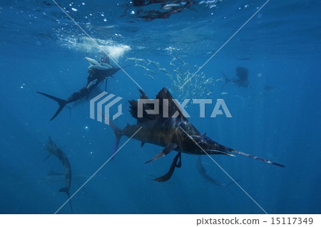 Bashawaki攻擊沙丁魚 15117349