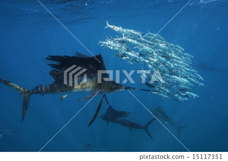 Bashawaki攻擊沙丁魚 Bashawaki攻擊沙丁魚 15117351