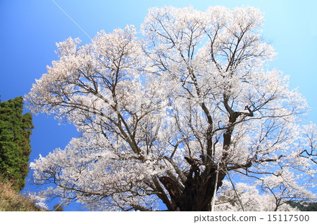 佛陀Ryuji千年櫻花 15117500