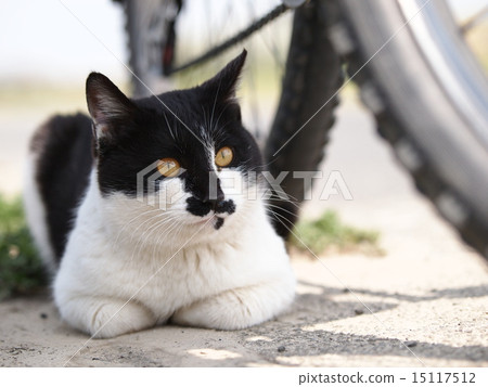 休息與自行車的陰影的貓 15117512