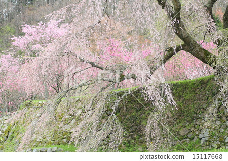 Owa-no-hata櫻桃樹 15117668