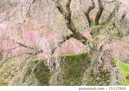 Owa-no-hata櫻桃樹 15117669