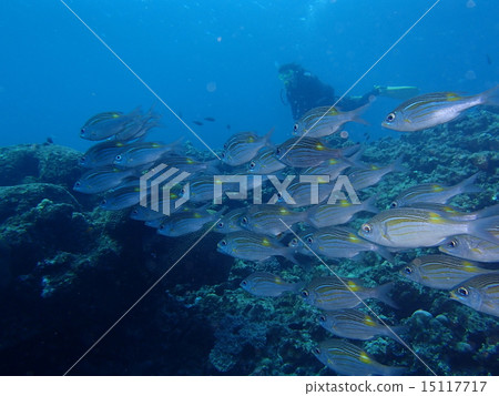 Surrounded by fish 15117717