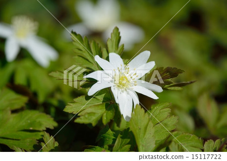 海葵pseudoaltaica 海葵pseudoaltaica 15117722