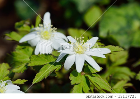 Chrysanthemums Chrysanthemums 15117723