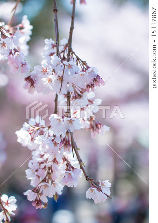 Dead brown cherry tree 15117867