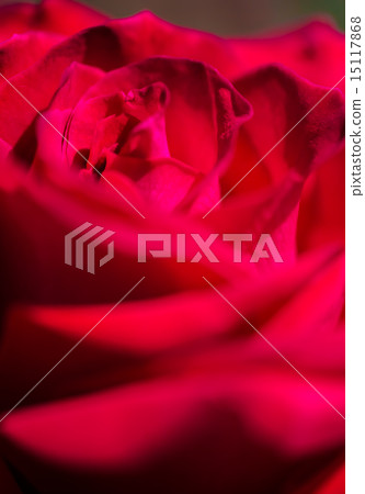 紅色的玫瑰花瓣 15117868