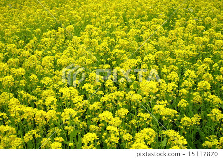 強姦開花景觀 強姦開花景觀 15117870