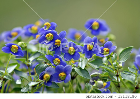 Cool color exzacam 15118180