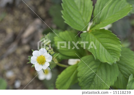 Strawberry flowers Strawberry flowers 15118239