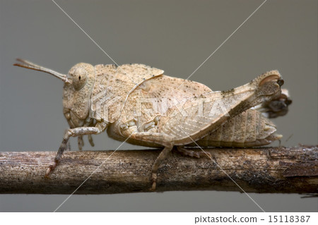 brown grasshopper brown grasshopper 15118387