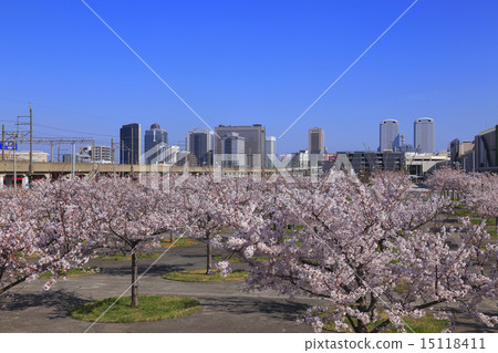 Makuhari Messe和櫻花 15118411