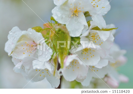 Ezo small apple flowers Ezo small apple flowers 15118420
