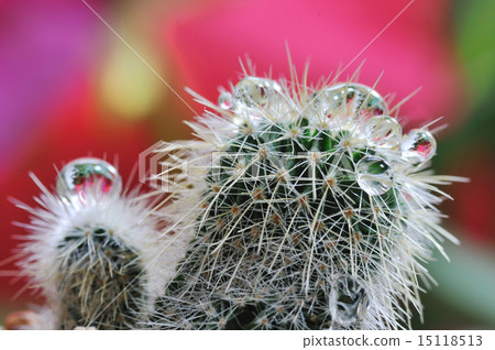 Cacti and water drops 15118513