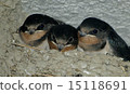 Swallow's chick 15118691
