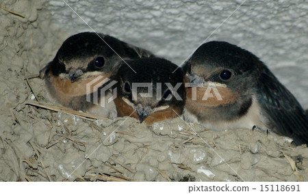 Swallow's chick 15118691