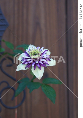 Clematis Florida · Bicolor 15118742