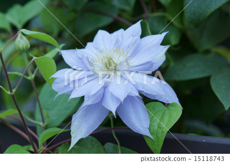 Clematis Mazuri Clematis Mazuri 15118743
